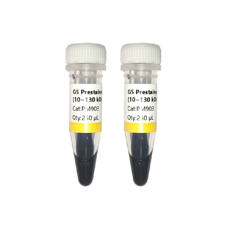 GS Prestained Protein Ladder (10~130 kDa)